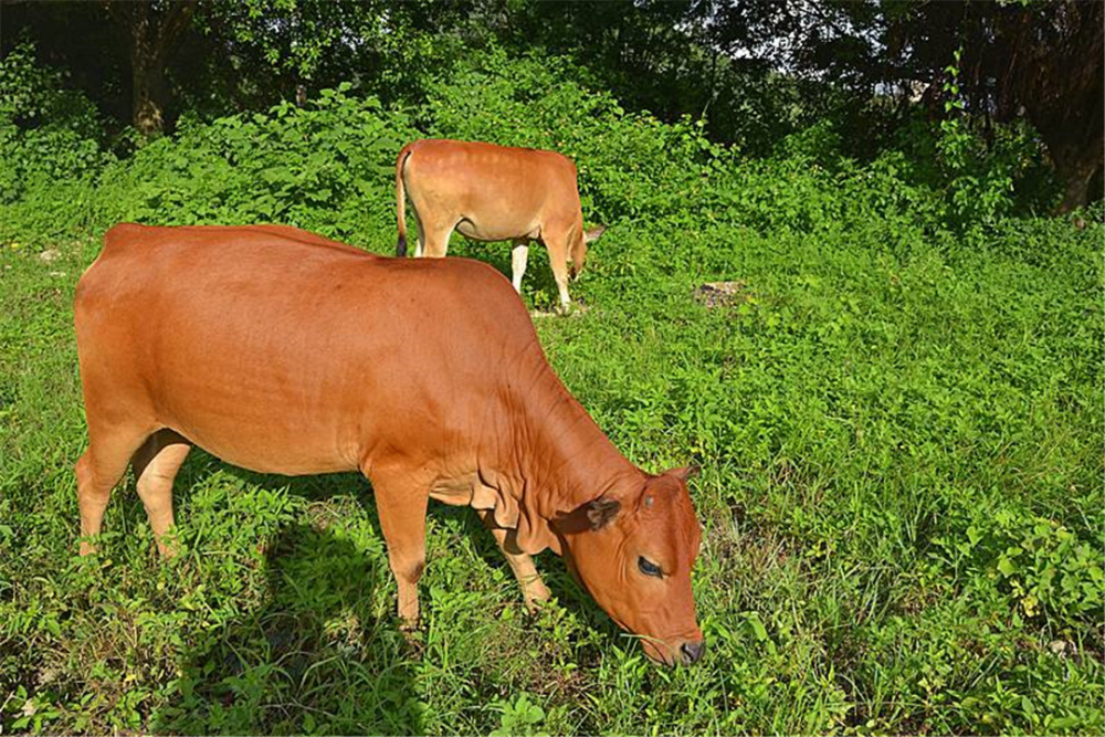 母牛的选育是基础,提高牛犊的成活率很关键