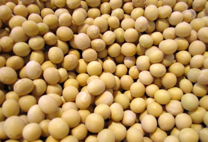 黄豆和大豆的这些"区别"你能分辨出来吗?