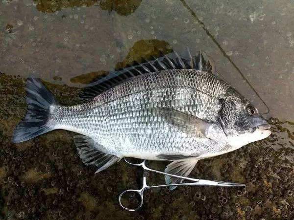 它生性机敏,不怕冷,吃饵谨慎,是非常好的海钓鱼种"黑鲷"