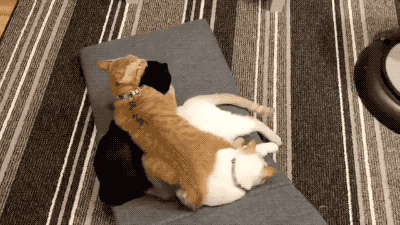400_225gif 动态图 动图