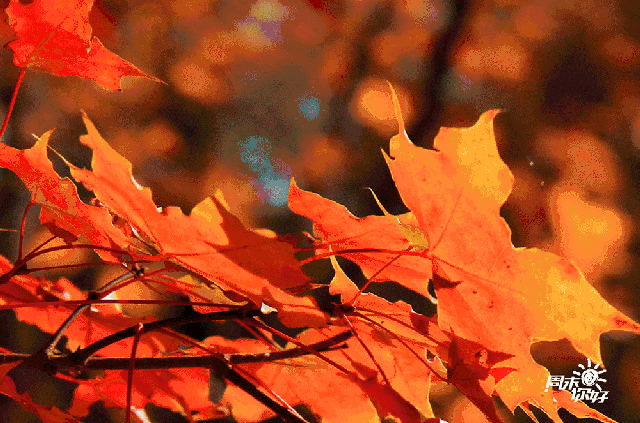 640_423gif 动态图 动图