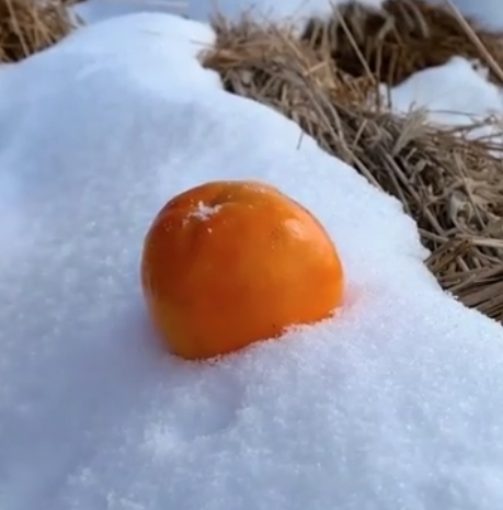 東北妹子雪地裡吃東北凍柿子,看清真實畫面,南方網友:我都饞了