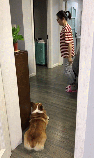 看铲屎官走路一瘸一拐的,柯基竟然