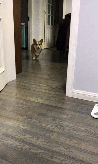 看铲屎官走路一瘸一拐的,柯基竟然