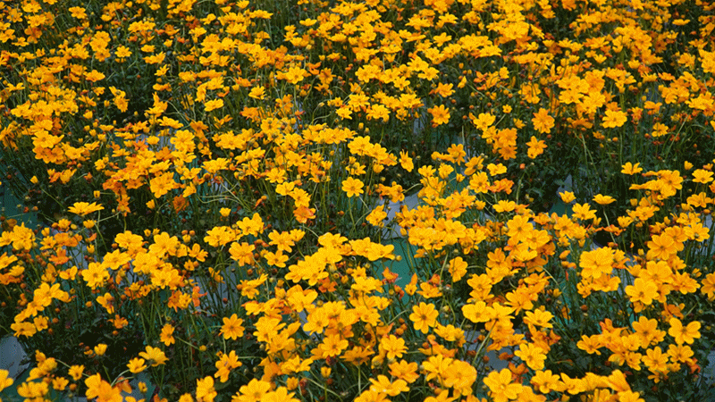 冲天香阵透长安 满城尽带黄金甲 精选菊花古诗十首 供您欣赏 腾讯新闻