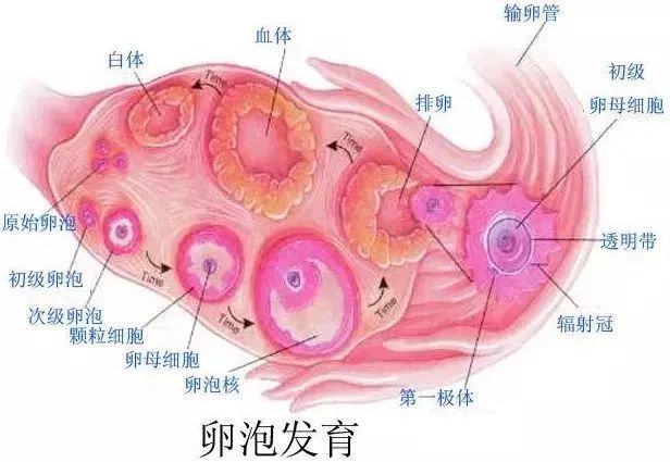 怎么样才知道自己的卵泡长得好不好?