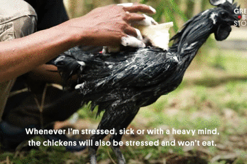虽然说印尼是西马尼乌鸡的老家,但这种鸡在当地也并不是很常见.