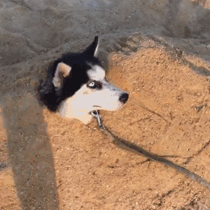 女子去海边玩,远远瞧见沙滩里埋着一狗头,上前一看沉默了