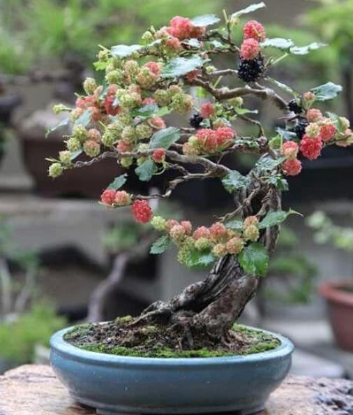 桑树图片老桩-千图网