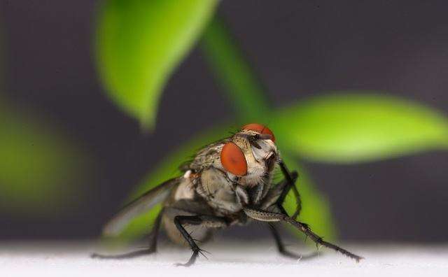 为什么苍蝇不停的"搓手脚"?不是因为冷,而是它们要准备行动了