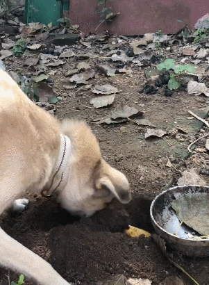 狗狗埋食物过冬,专挑饭碗旁,结果让主人想浇水泥