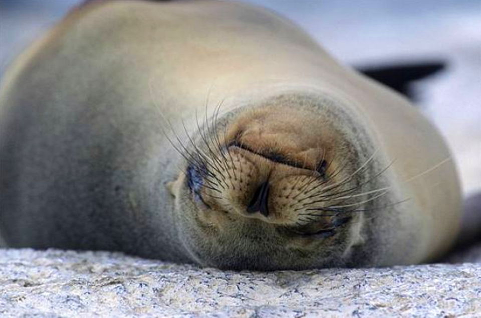 海獅和海豹到底有什麼區別?很多人都容易認錯,看完明白了