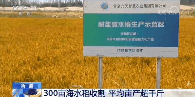 袁隆平团队沙漠海水稻亩产超千斤-WordPress极简博客