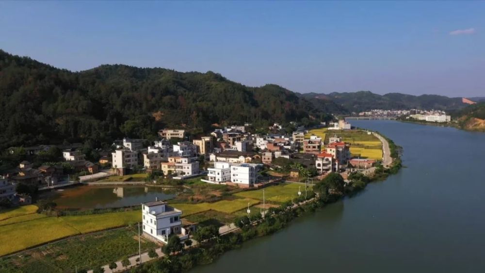 长洲村,龙川县,油茶,黄石镇,贫困户