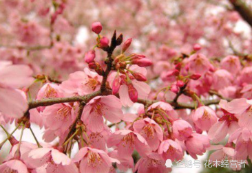 雅樱:一个以公主命名的樱花品种