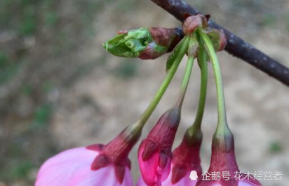 雅樱:一个以公主命名的樱花品种