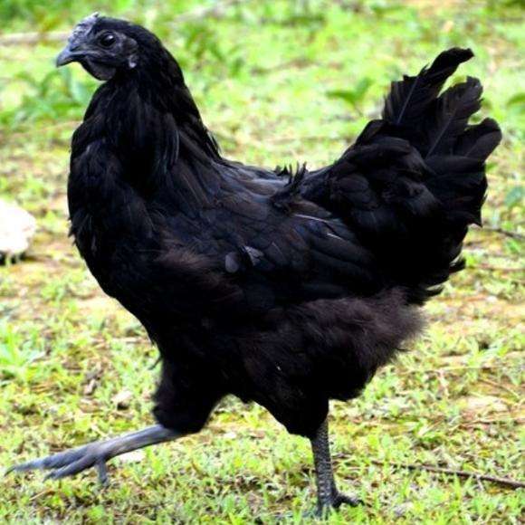 黑骨鸡为什么被称之为"灵鸟"?