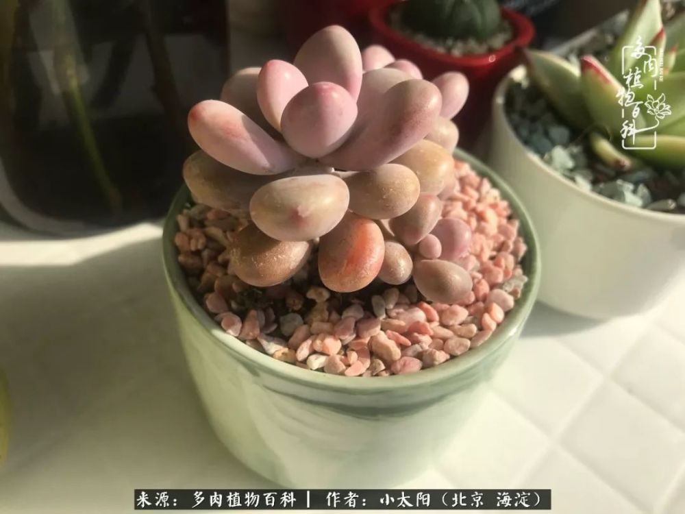 桃蛋和桃美人的区别