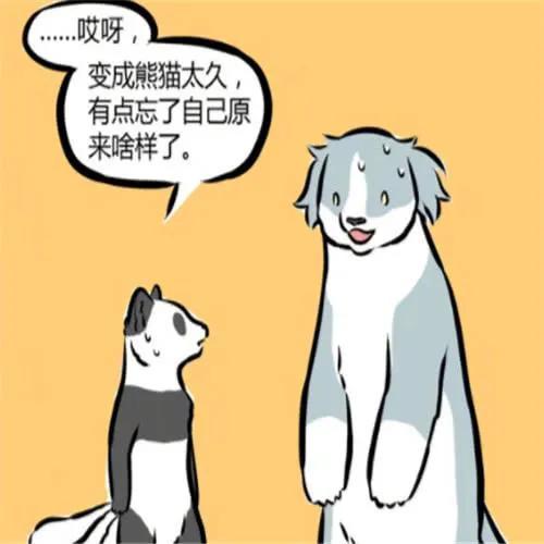 《非人哉》熊猫当久了后,突然就忘记自己的长相啦!
