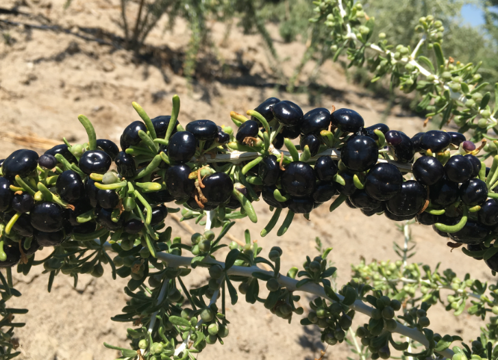 一种长在农村的黑果子,90元一斤,种一棵就收不完,现在没人种