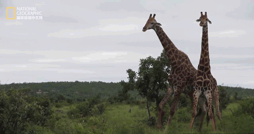 用猎枪才能拯救长颈鹿?