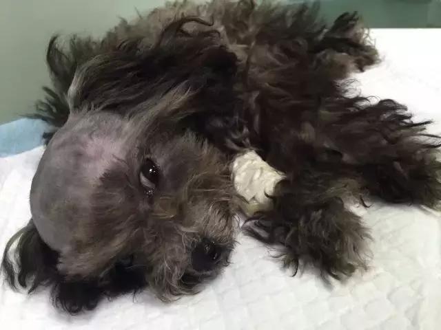 茶杯犬,狗狗,茶杯,残忍,幼崽