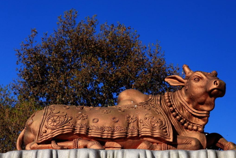 印度"神兽"泛滥成灾,现已超过3亿头,为什么没人敢吃?