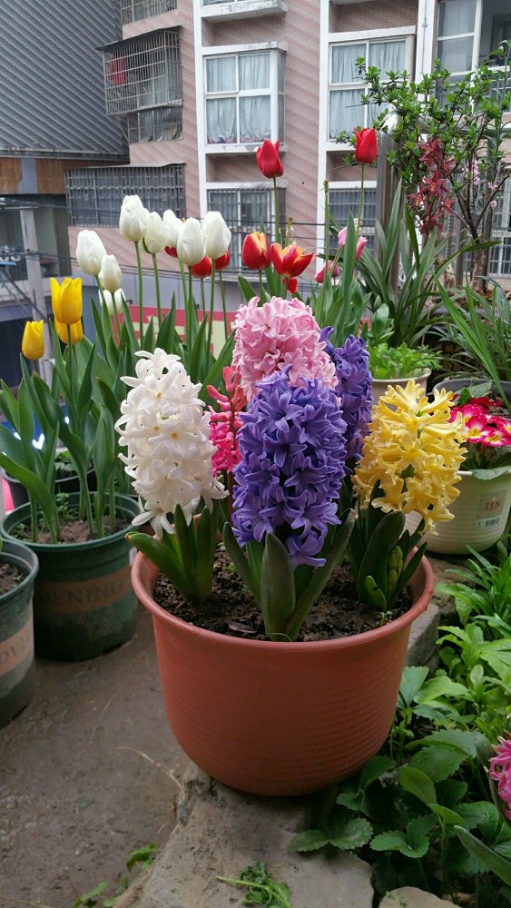 风信子能活多久(风信子可以多年开花吗)