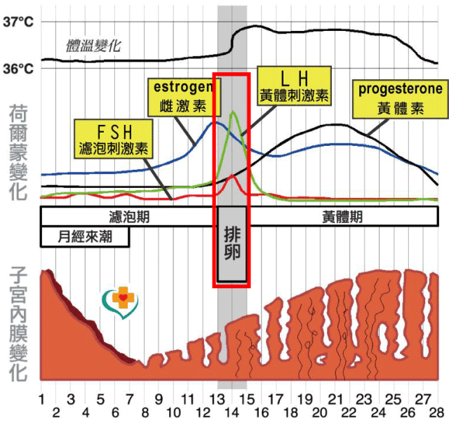 姨妈期最常见的几大谣言,看到第几个你中枪了?