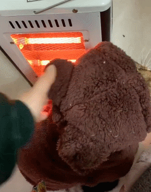 猫咪穿厚衣服烤火,主人闻到焦味,气得直接打猫