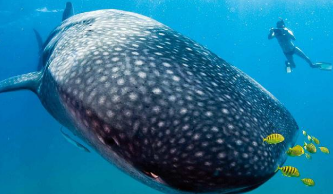 或者又有人会想到大王酸浆鱿,大王乌贼之类的巨型海洋生