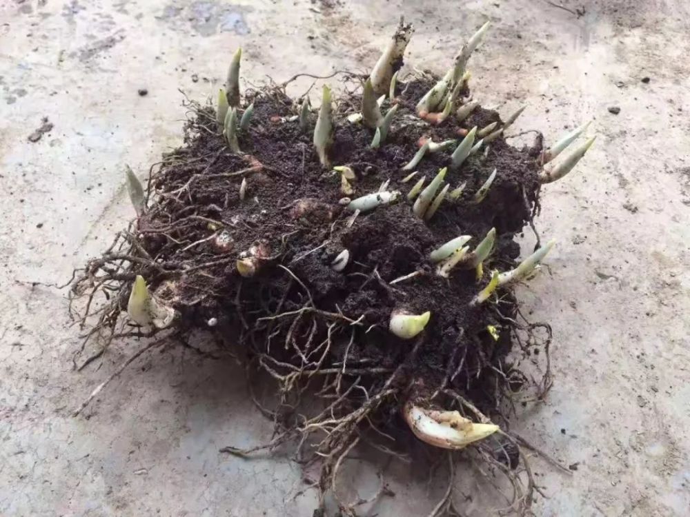 滇重楼根茎切段育苗技术