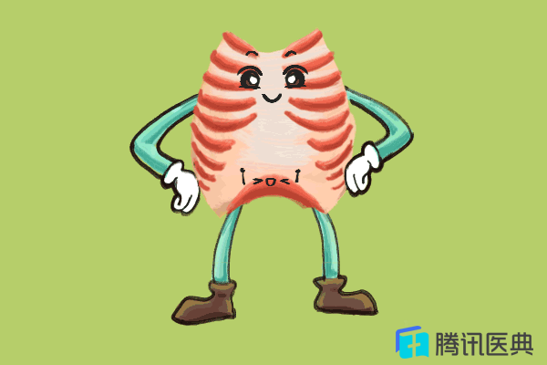 分别称为肋间内肌和肋间外肌,合称肋间肌;而位高权重的膈肌则位于胸腔