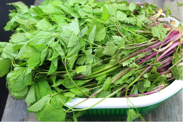 野菜,荒野,大葉芹,美食,藥食