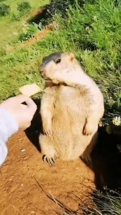 400_712竖版 竖屏gif 动态图 动图