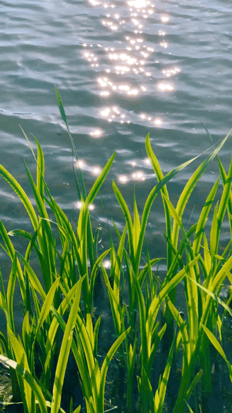 拍静物拍风景的女孩摄影师淡淡的轻柔色调细微之处被无限放大有一股静