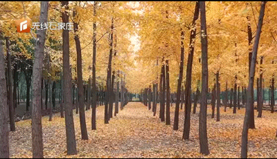 五六十棵高大的银杏树长安公园东门北侧,秋日里最深的记忆之一.