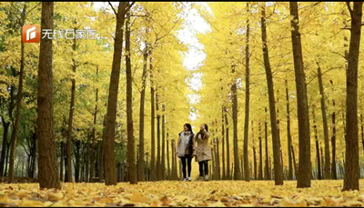 五六十棵高大的银杏树长安公园东门北侧,秋日里最深的记忆之一.