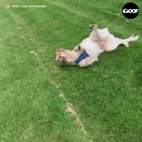 别的金毛都靠暖,而这只靠打滚滚得好火了