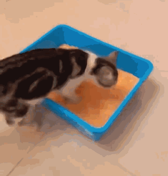 主人在猫砂盆里上厕所 猫会帮主人埋吗 3号猫的表现惊为天人 腾讯新闻