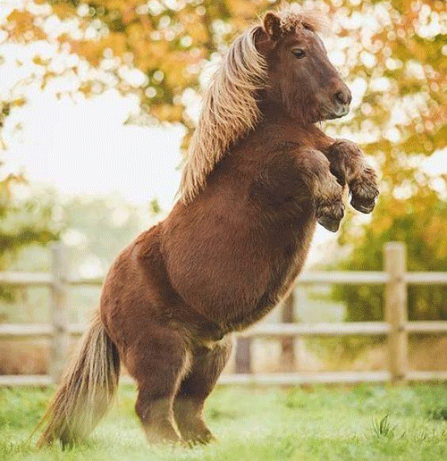 猴子,山羊最佳搭档-聪明的猴子,还能踩高跷,骑自行车.