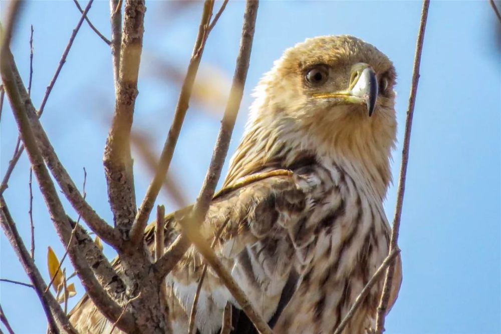 宁夏首次记录到的保护动物再添两种!快看是什么