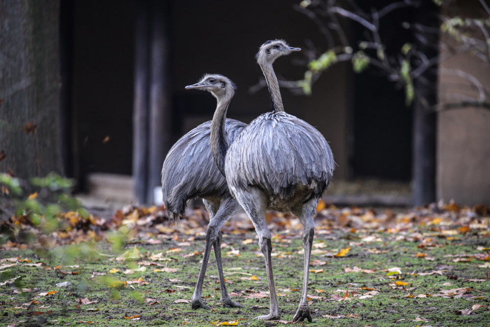 法兰克福动物园的动物们