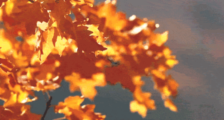 448_240gif 动态图 动图