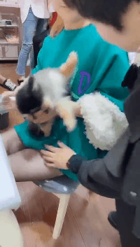 搞笑gif三角恋这下在水中一决高下了