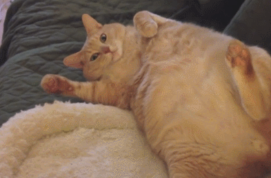 新手养猫攻略 这一篇就够了 腾讯新闻