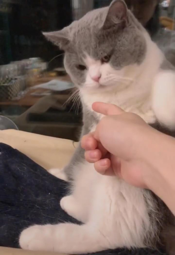 男子将手指送到猫面前,猫咪闻了一下后的反应让人笑喷,猫:走开