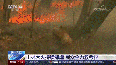 袋熊|撸猫不如撸袋熊