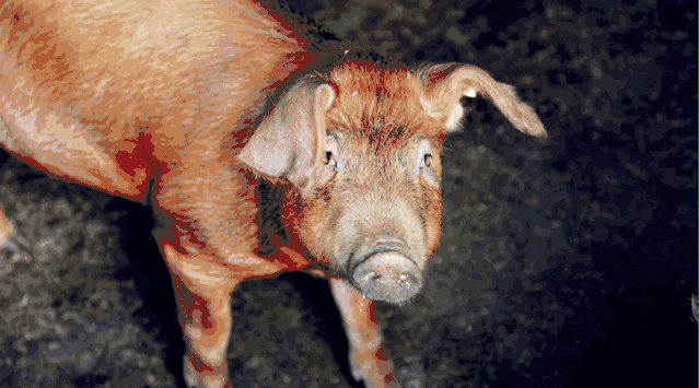 猪」,安福火腿用的「安福米猪」……每一条火腿背后都有一种地方名猪