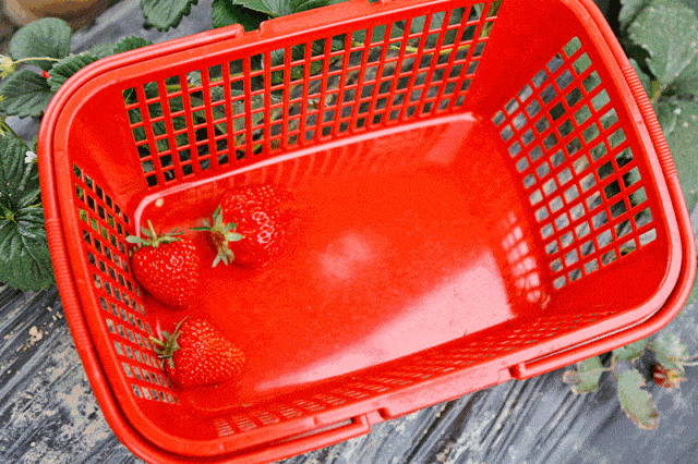 草莓熟了 这份浦东采摘地图拿去不谢